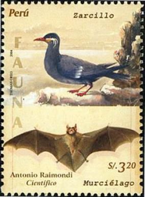 Inca Tern (Larosterna inca), Bat