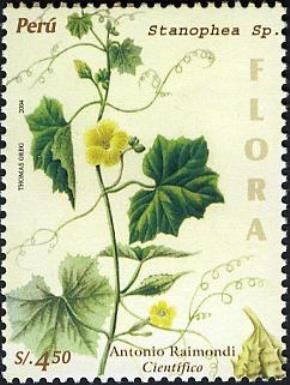 Stanophea sp.