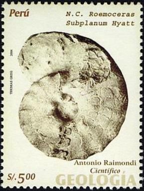 N.C. Roemceras Subplanum Hyatt