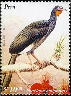 White-winged Guan (Penelope albipennis)