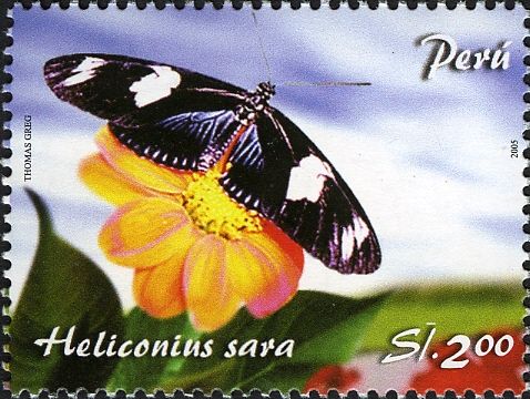 Sara Longwing (Heliconius sara)