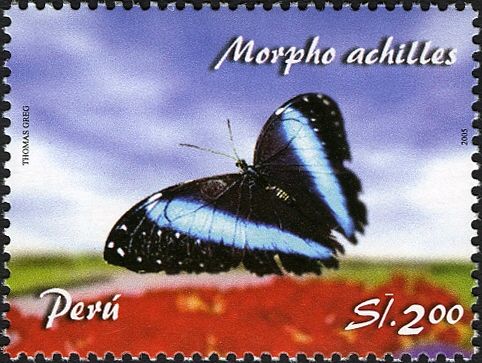 Blue-banded Morpho (Morpho achilles)
