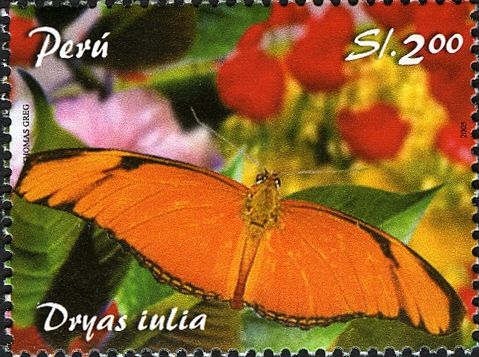 Flambeau (Dryas julia)