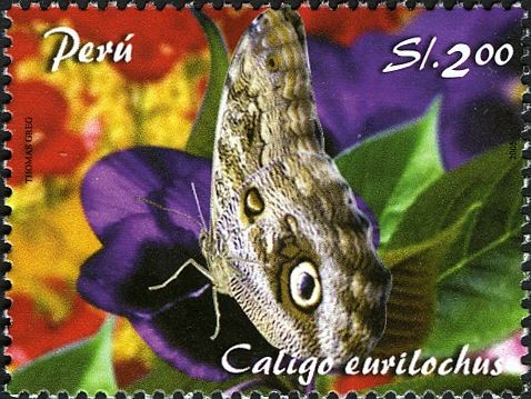 Forest Giant Owl (Caligo eurilochus)
