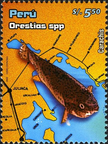 High Andean Pupfish (Orestias sp.)