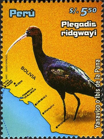 Puna Ibis (Plegadis ridgwayi)