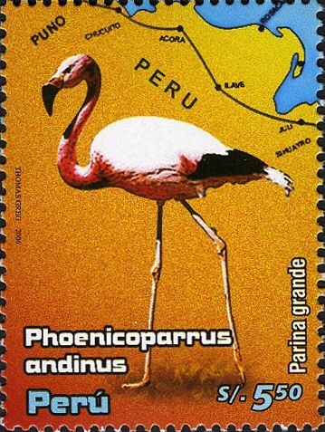 Andean Flamingo (Phoenicoparrus andinus)