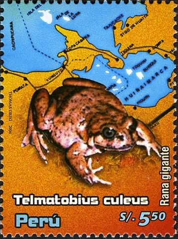 Titicaca Water Frog (Telmatobius culeus)