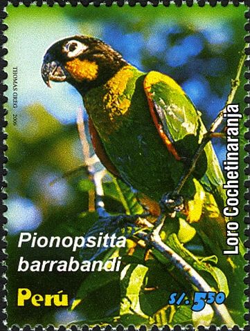 Orange-cheeked Parrot (Pionopsitta barrabandi)