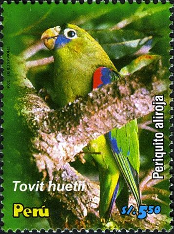 Scarlet-shouldered Parrotlet (Touit huetii)