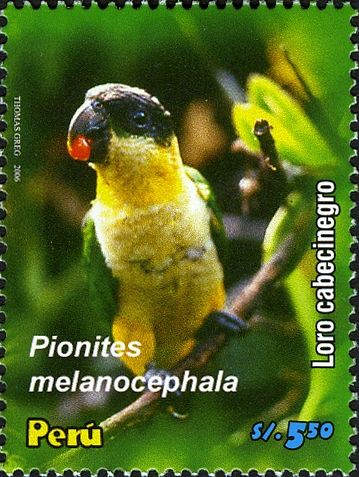 Black-headed Parrot (Pionites melanocephala)