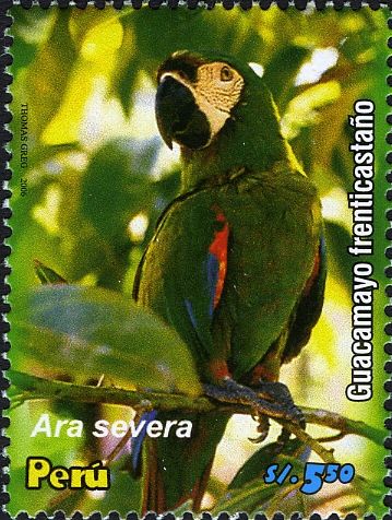 Chestnut-fronted Macaw (Ara severa)