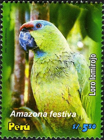 Festive Parrot (Amazona festiva)