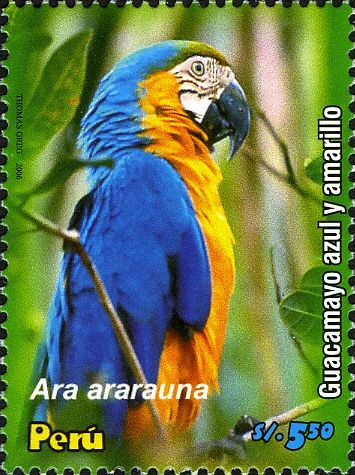 Blue-and-yellow Macaw (Ara ararauna)