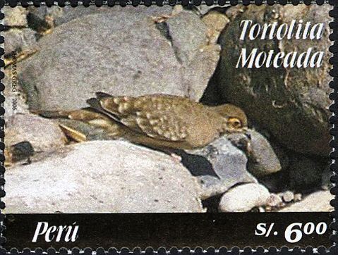 Bare-faced Ground-dove (Metriopelia ceciliae)