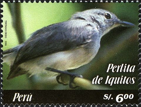 Iquitos Gnatcatcher (Polioptila clementsi)