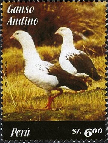 Andean Goose (Oressochen melanopterus)
