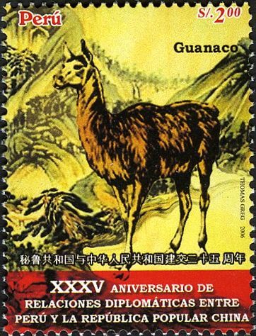 Guanaco (Lama guanicoe)
