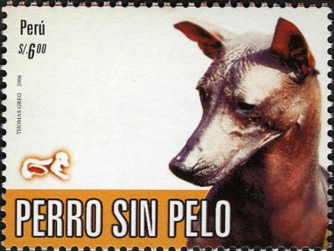 Peruvian hairless dog
