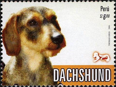 Short-haired Dachshund (Canis lupus familiaris)