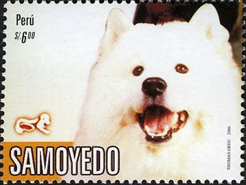 Samoyed Dog (Canis lupus familiaris)