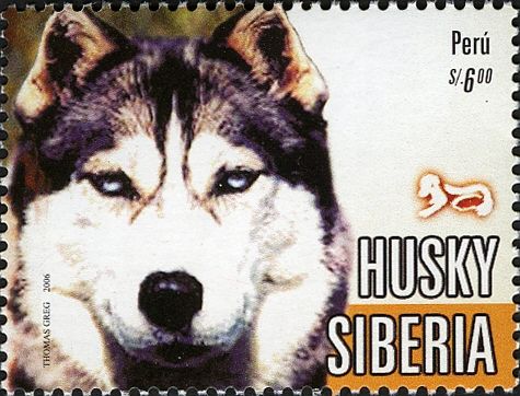 Siberian Husky (Canis lupus familiaris)