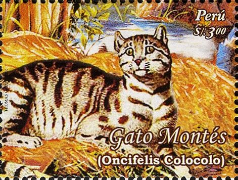 Andean Mountain Cat (Oncifelis colocolo) (see Description)