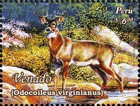 White-tailed Deer (Odocoileus virginianus)