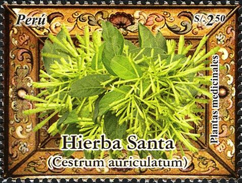 Hierba Santa (Cestrum auriculatum)