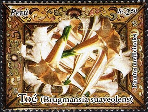Toe (Brugmansia suaveolens)