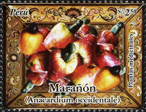 Maranon (Anacardium occidentale)