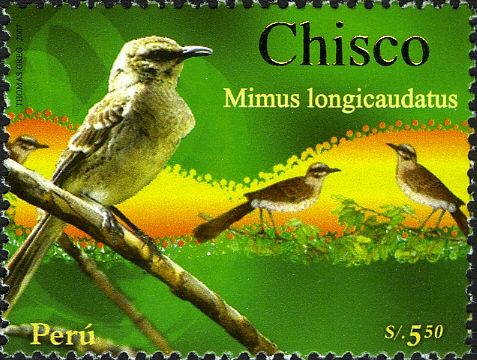 Long-tailed Mockingbird (Mimus longicaudatus)