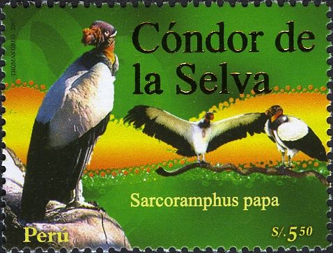 King Vulture (Sarcoramphus papa)