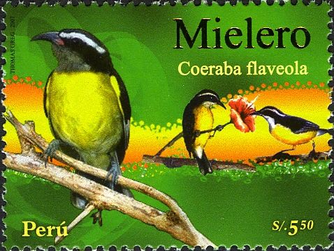 Bananaquit (Coereba flaveola)