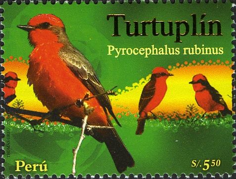 Vermilion Flycatcher (Pyrocephalus rubinus)