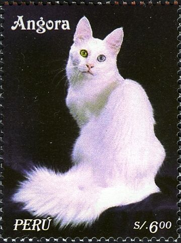 Angora Cat (Felis silvestris catus)