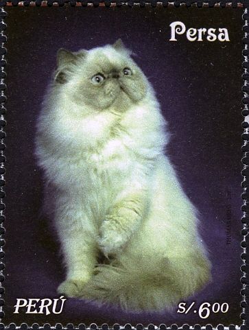 Persian Cat (Felis silvestris catus)