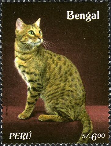 Leopard Cat (Prionailurus bengalensis)