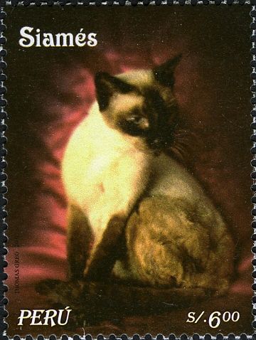 Siamese Cat (Felis silvestris catus)