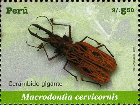 Longhorn Beetle (Macrodontia cervicornis)