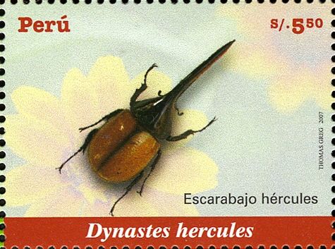 Hercules Beetle (Dynastes hercules)