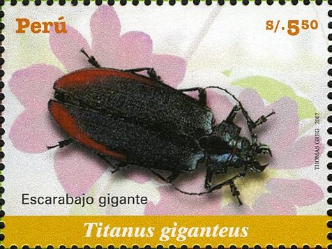 Titan Beetle (Titanus giganteus)