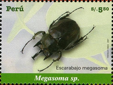 Elephant Beetle (Megasoma sp.)