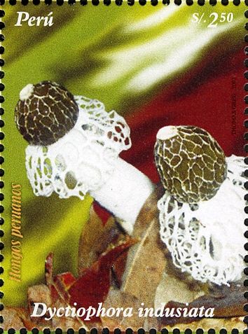 Dyctiophora indusiata