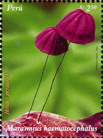 Marasmius haematocephalus