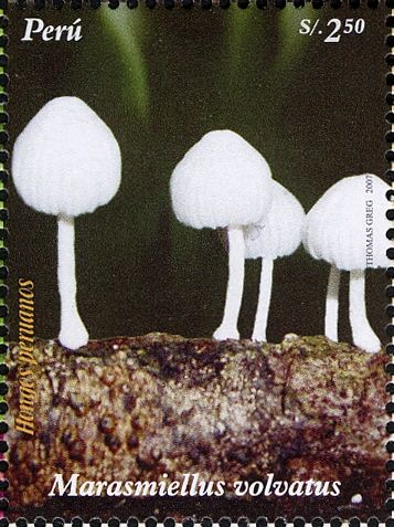 Marasmiellus volvatus