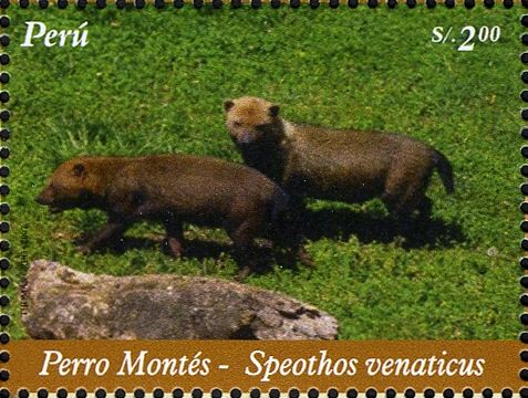 Bush Dog (Speothos venaticus)