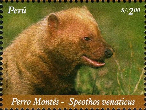Bush Dog (Speothos venaticus)
