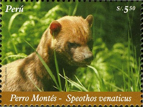 Bush Dog (Speothos venaticus)