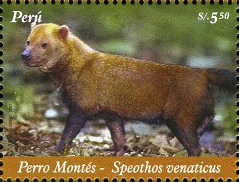 Bush Dog (Speothos venaticus)